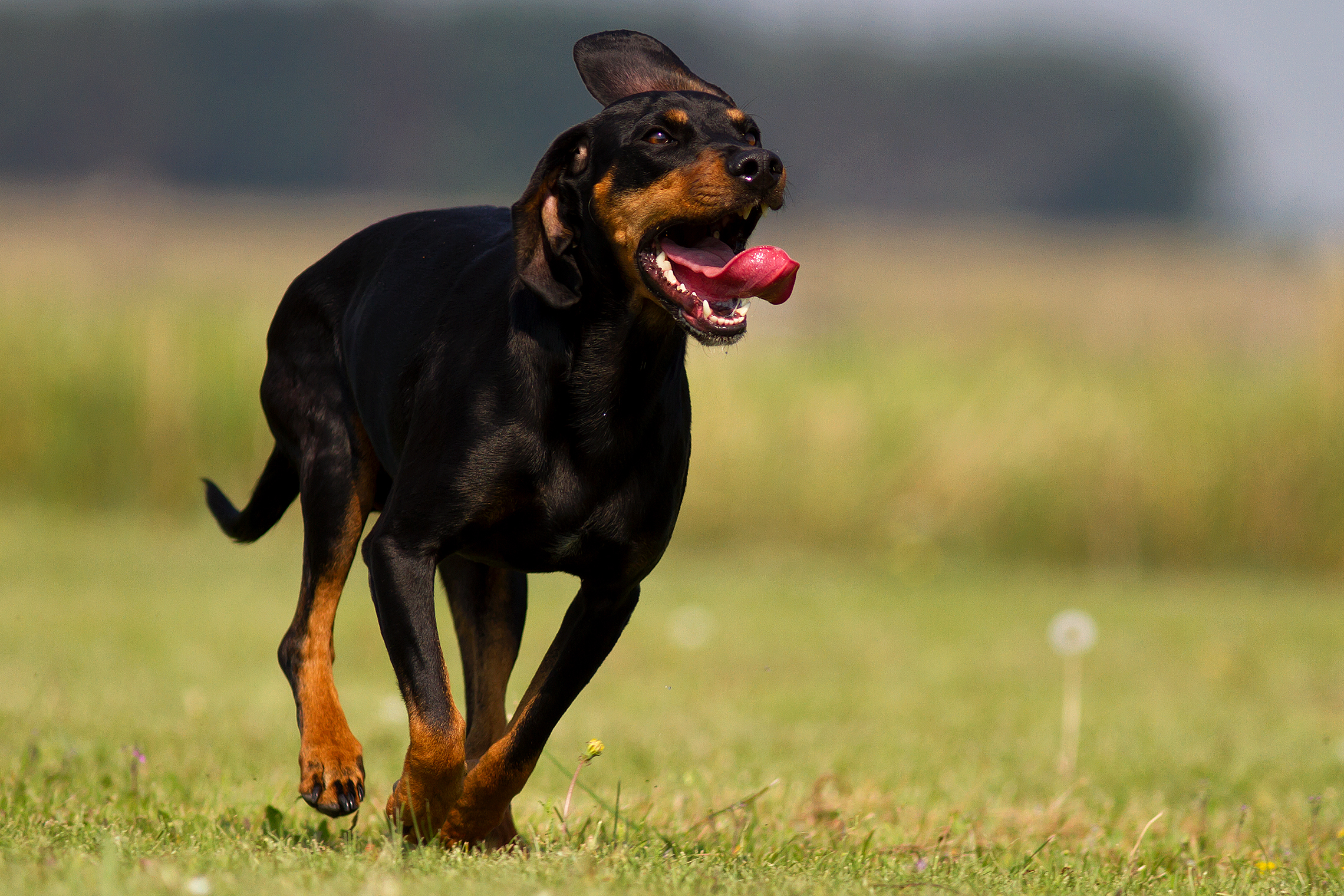 Bracken Deutscher Jagdverband